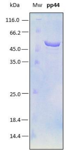 SDS-PAGE analysis (15%) of 5 μL of recombinant p44. Purity is approx. 95% as determined by gel electrophoresis.